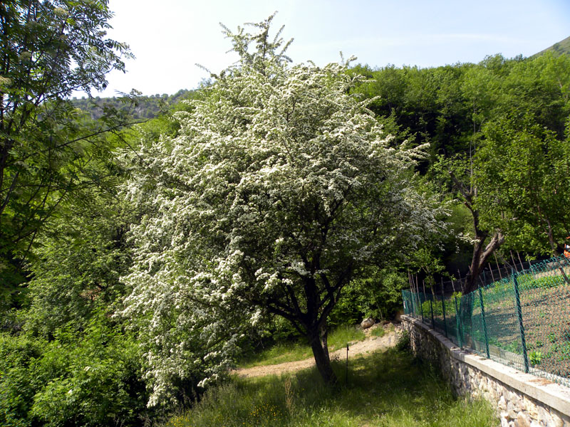 Crataegus monogyna Jacq. -Biancospino